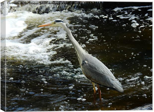  Grey heron Canvas Print by Derrick Fox Lomax