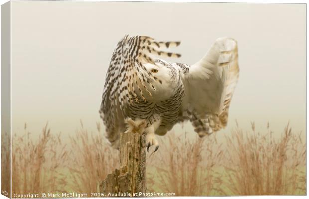 Snow Owl, Eye Spy In The Mist Canvas Print by Mark McElligott