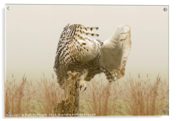 Snow Owl, Eye Spy In The Mist Acrylic by Mark McElligott