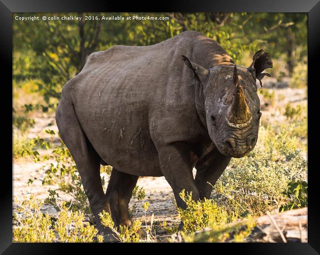 Namibian Black Rhinoceros  Framed Print by colin chalkley