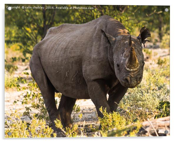 Namibian Black Rhinoceros  Acrylic by colin chalkley