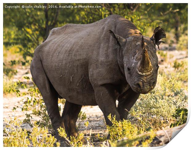Namibian Black Rhinoceros  Print by colin chalkley