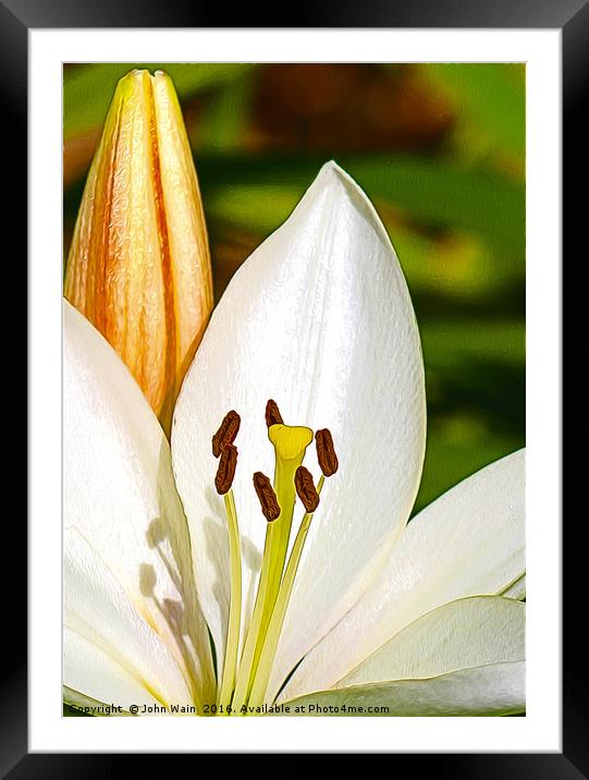 White Lily and Bud (Digital Art) Framed Mounted Print by John Wain