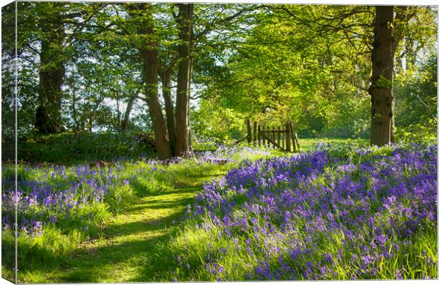 Sussex Bluebell Woods Canvas Print by Phil Clements