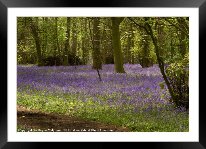 Lawton Woods Cheshire Framed Mounted Print by Wayne Molyneux