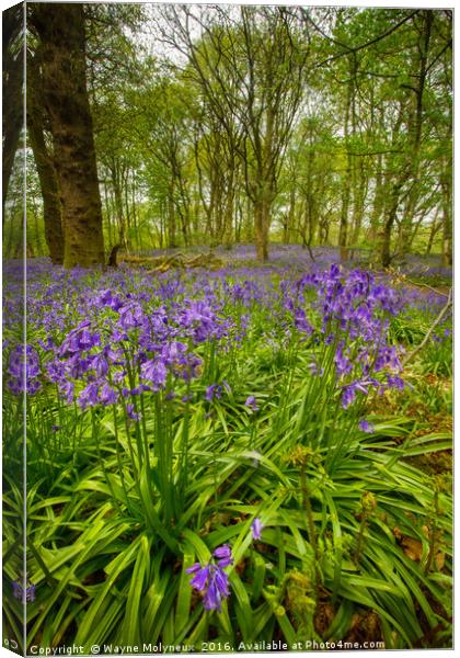 Lawton Woods Cheshire Canvas Print by Wayne Molyneux