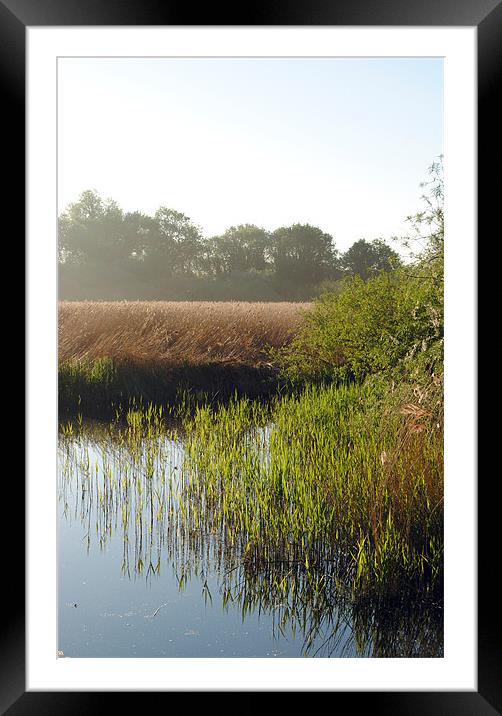 Reedbeds on Marsworth Reservoir Framed Mounted Print by graham young