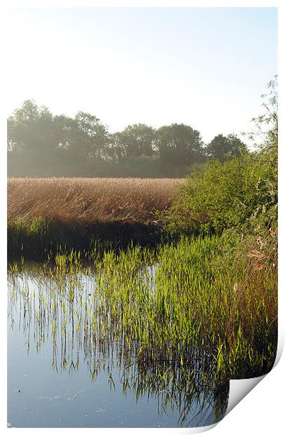Reedbeds on Marsworth Reservoir Print by graham young