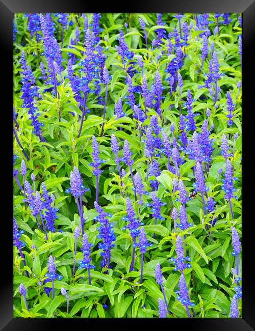 Agastache Framed Print by Victor Burnside