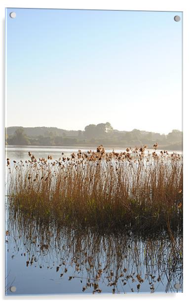 Reedbeds on Marsworth Reservoir Acrylic by graham young