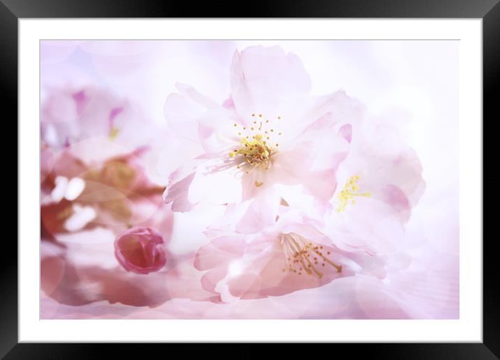 Almond flowers  Framed Mounted Print by Dagmar Giers