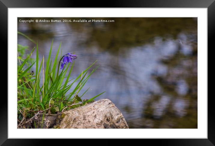 Lonely Bluebell Framed Mounted Print by Andrew Button