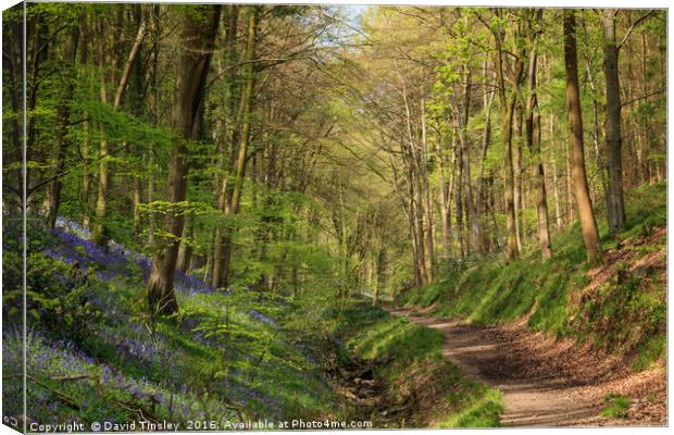 Bluebell Footpath Canvas Print by David Tinsley