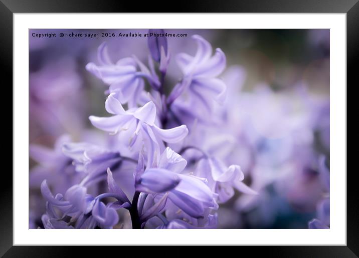 Bluebell Dreams Framed Mounted Print by richard sayer