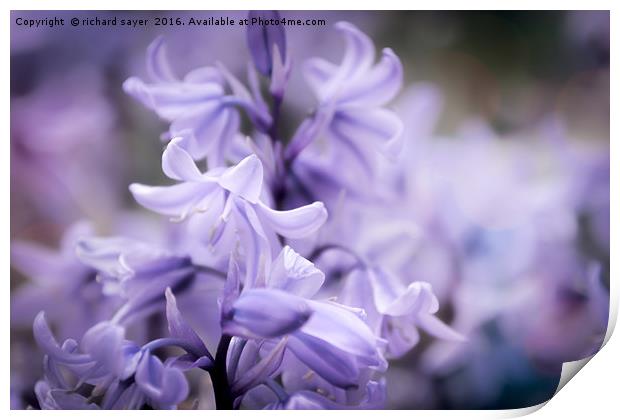 Bluebell Dreams Print by richard sayer