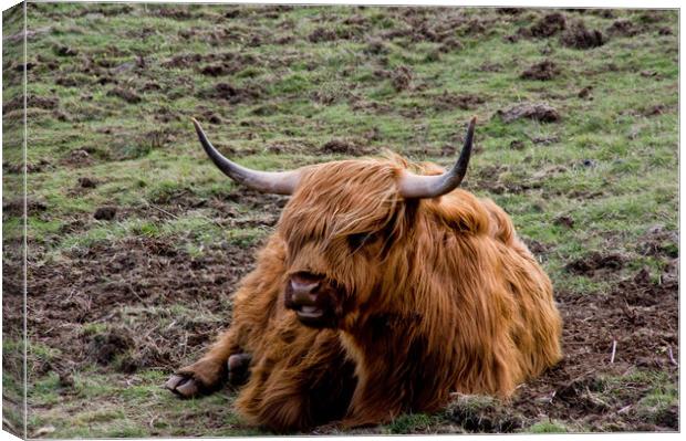 Glamorous Highland Cow Canvas Print by Jacqi Elmslie