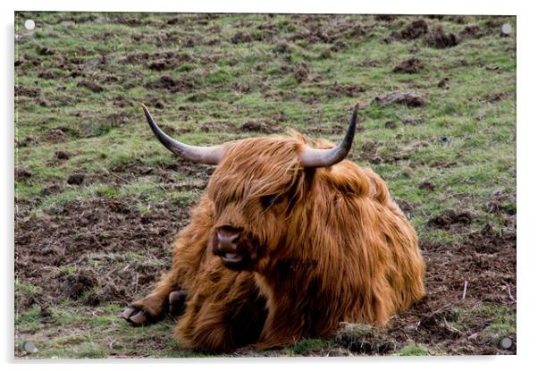 Glamorous Highland Cow Acrylic by Jacqi Elmslie