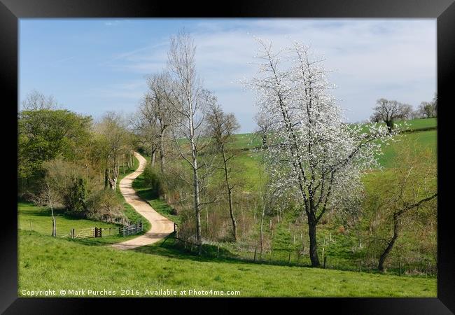 Meandering Track Through Green Fields with Cherry  Framed Print by Mark Purches