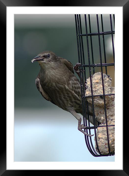 Juvenile Starling Framed Mounted Print by Chris Day