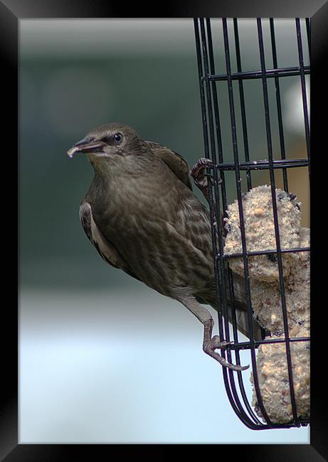 Juvenile Starling Framed Print by Chris Day