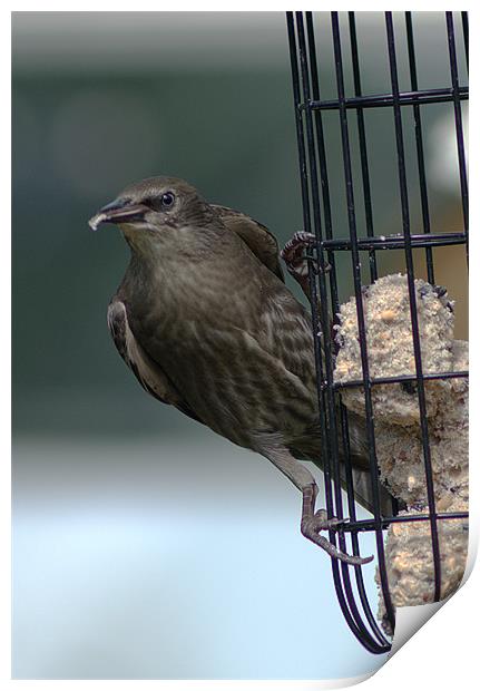 Juvenile Starling Print by Chris Day