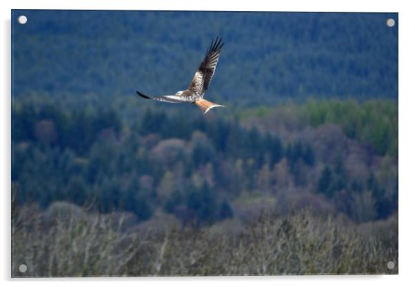Red Kite in flight Acrylic by Andy Smith