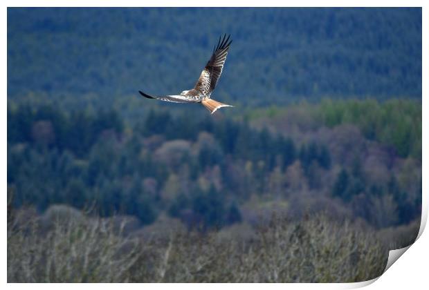 Red Kite in flight Print by Andy Smith