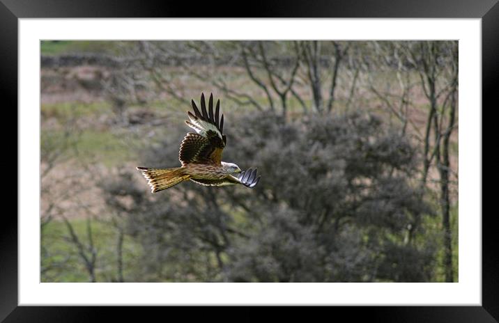 Red Kite in Flight Framed Mounted Print by Andy Smith