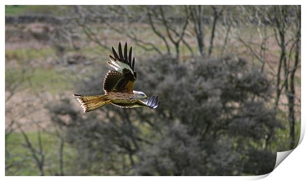Red Kite in Flight Print by Andy Smith