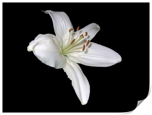 White Lily Print by Sarah Couzens