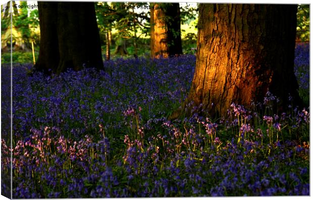 Bluebells in the wood Canvas Print by Andrew Heaps