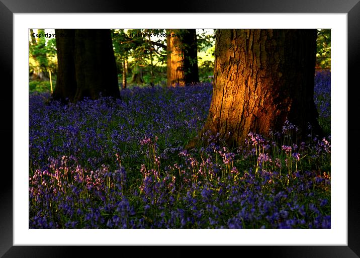 Bluebells in the wood Framed Mounted Print by Andrew Heaps