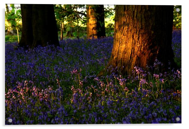Bluebells in the wood Acrylic by Andrew Heaps
