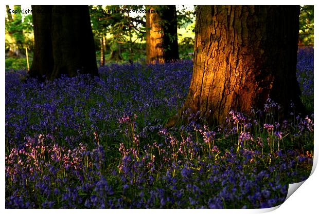 Bluebells in the wood Print by Andrew Heaps