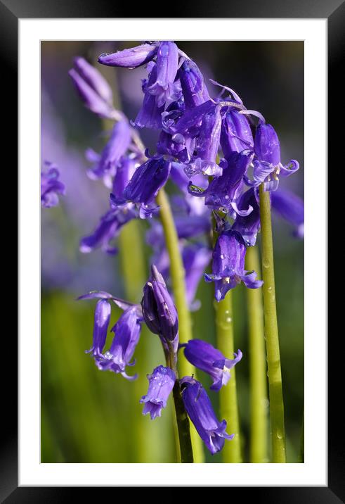Bluebells Framed Mounted Print by Tony Bates