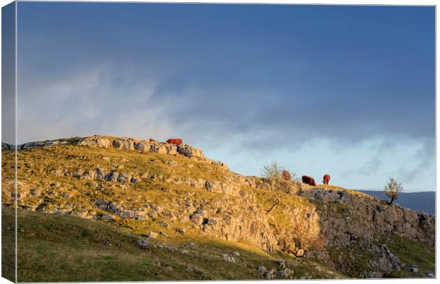 Cows in the Yorkshire Dales  Canvas Print by chris smith
