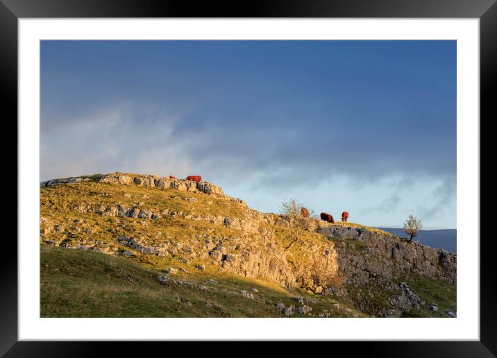 Cows in the Yorkshire Dales  Framed Mounted Print by chris smith