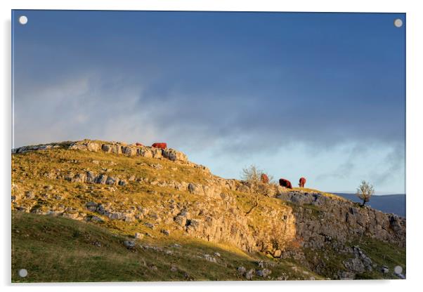 Cows in the Yorkshire Dales  Acrylic by chris smith