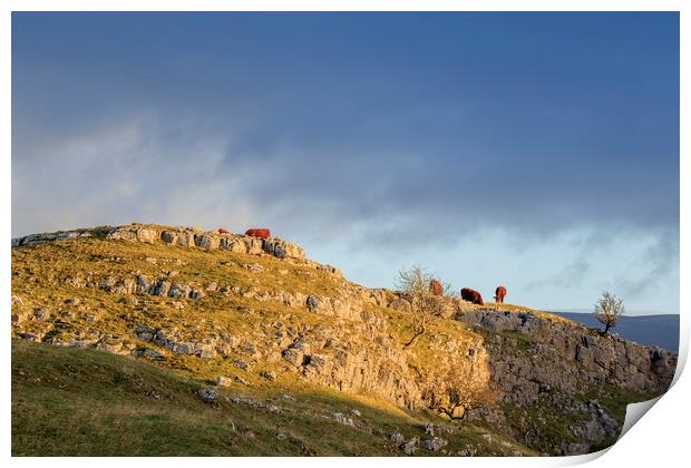 Cows in the Yorkshire Dales  Print by chris smith