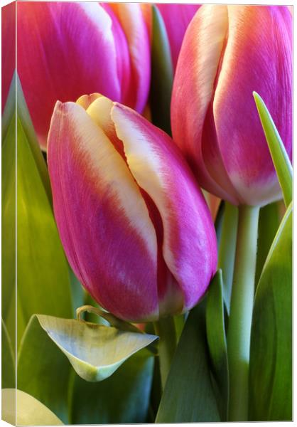 Tulips Canvas Print by Tony Bates