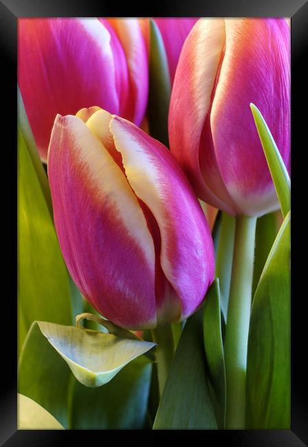 Tulips Framed Print by Tony Bates