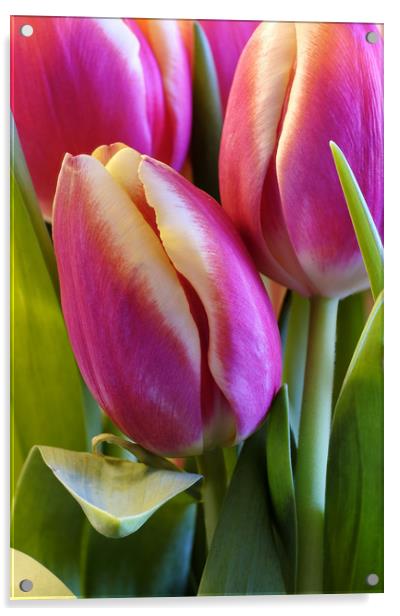 Tulips Acrylic by Tony Bates
