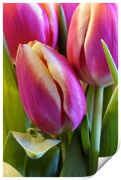 Tulips Print by Tony Bates