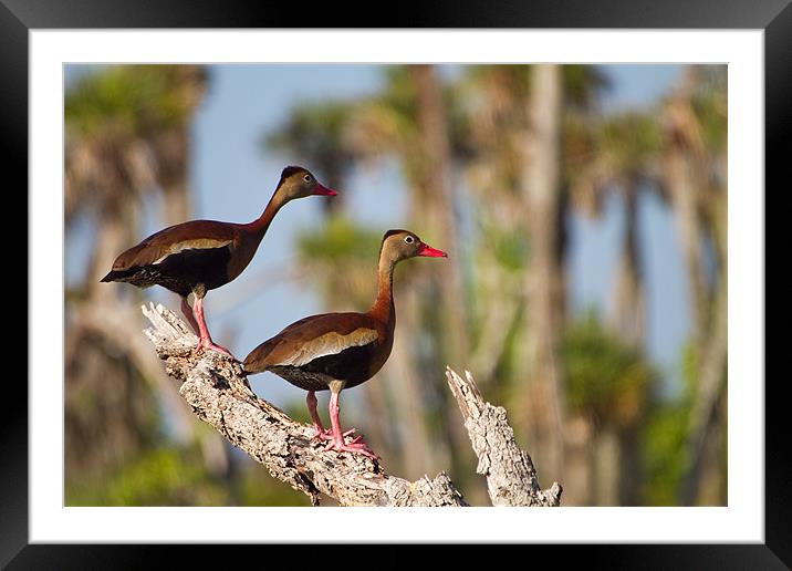 Black-bellied Whistling-duck(Dendrocygna autumnal) Framed Mounted Print by Christopher Grant