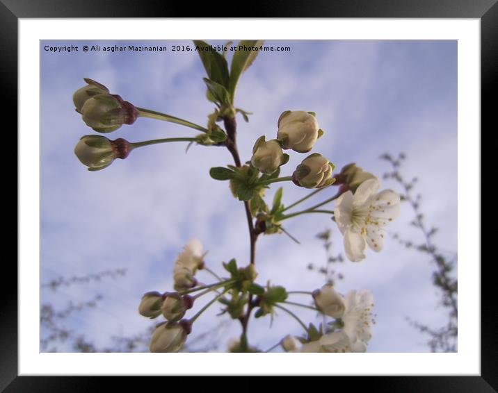 Cherry bolssoms 5, Framed Mounted Print by Ali asghar Mazinanian