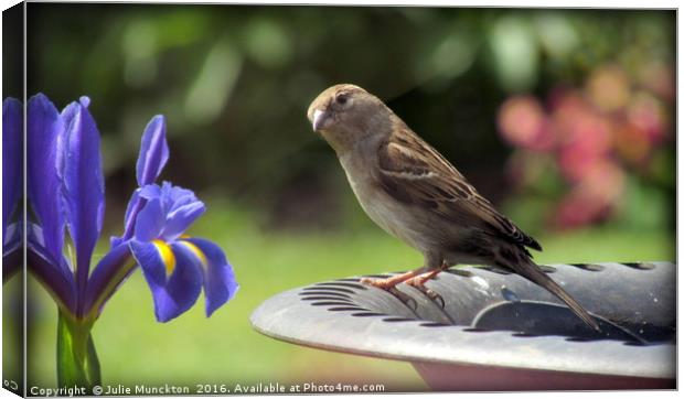 Sparrow and Iris Canvas Print by Julie Munckton