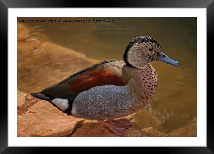 Ringed Teal Duck Framed Mounted Print by rawshutterbug 