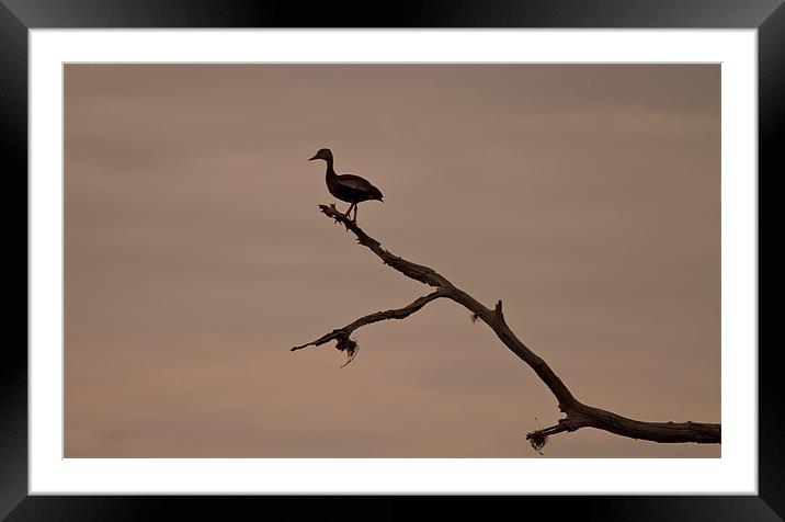 Black-bellied Whistling-duck (Dendrocygna autumnal Framed Mounted Print by Christopher Grant