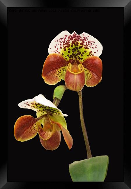 Slipper Orchid Framed Print by Diana Mower