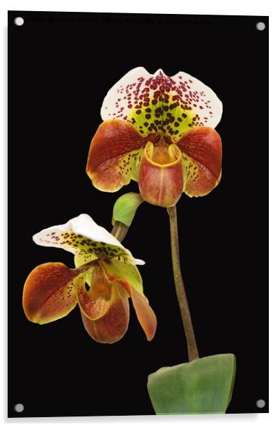 Slipper Orchid Acrylic by Diana Mower